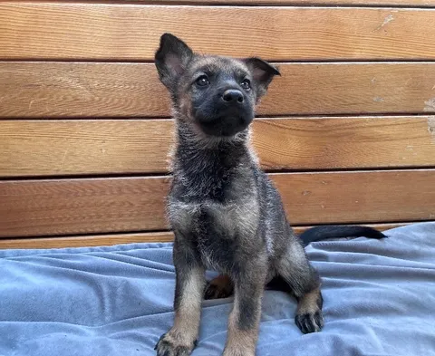 Athena — German Shepherd Dog