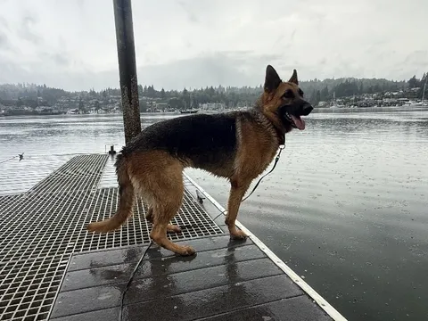Hope — German Shepherd Dog