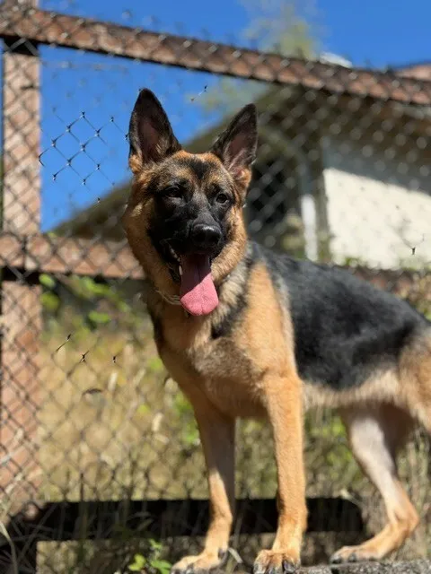 Katrin — German Shepherd Dog