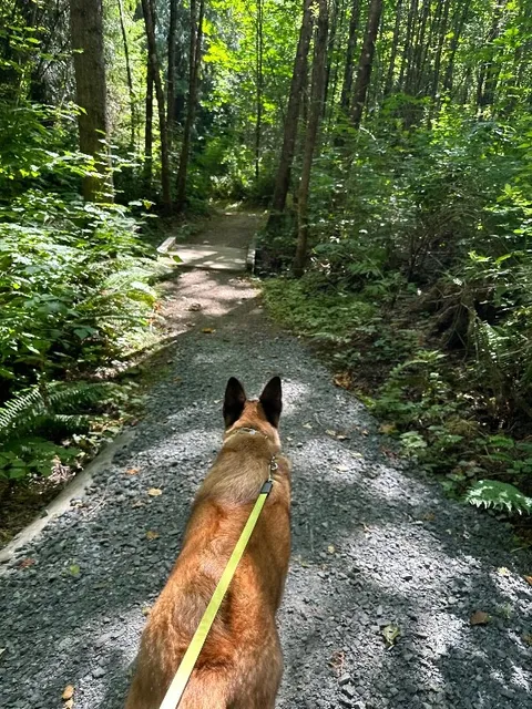Kylo — German Shepherd Dog