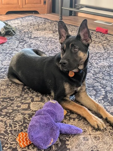 Winter — German Shepherd Dog